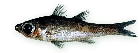 Epigonus constanciae_06